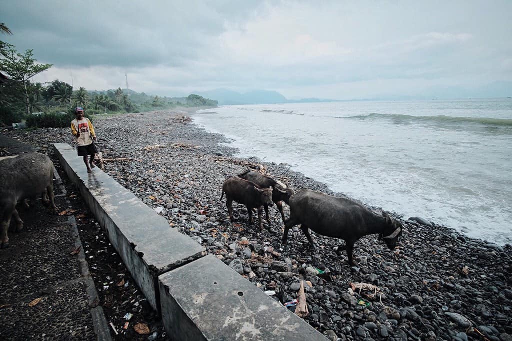 Water buffalo on the beach Hanging Out People Animal Trip Traveling Asian Fujifilm Beach EyeEm Nature Lover EyeEm Best Shots Eye4photography Man EyeEm Gallery Beach Life at Cimaja beach,Pelabuhan Ratu (Sukabumi)