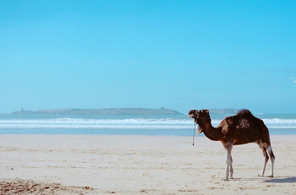 Camel