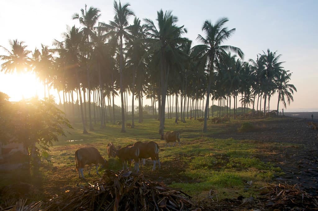 Medewi, Bali
