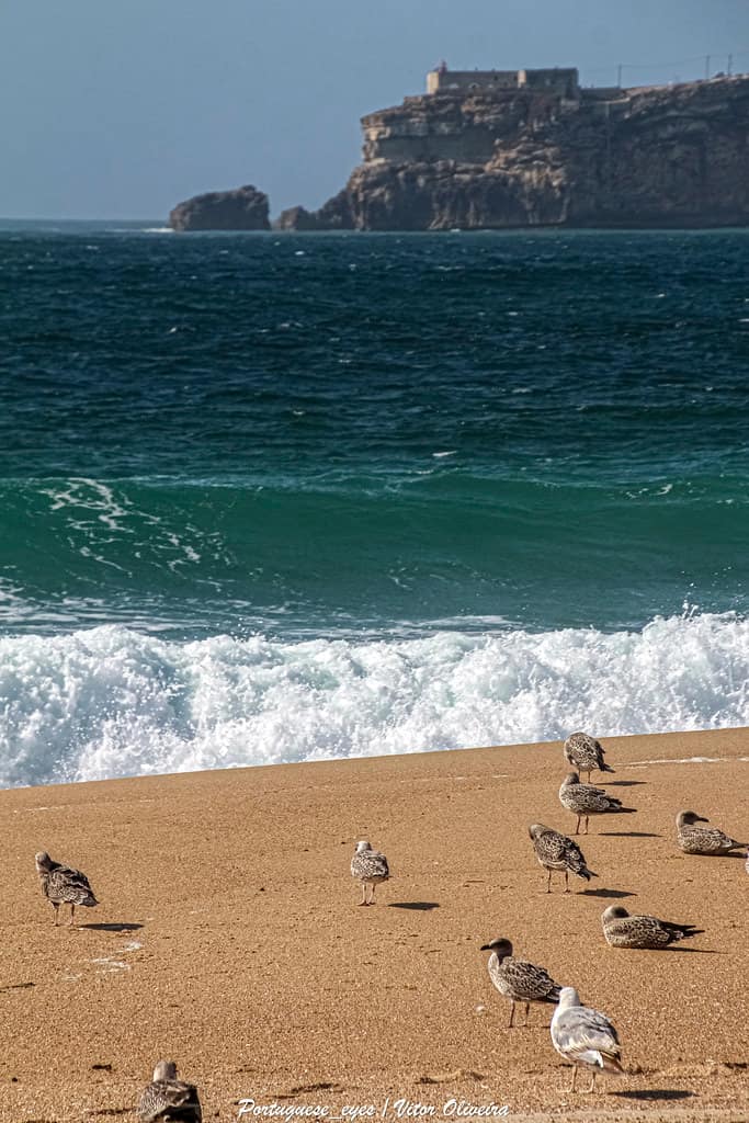 Praia do Sul - Nazaré - Portugal 🇵🇹