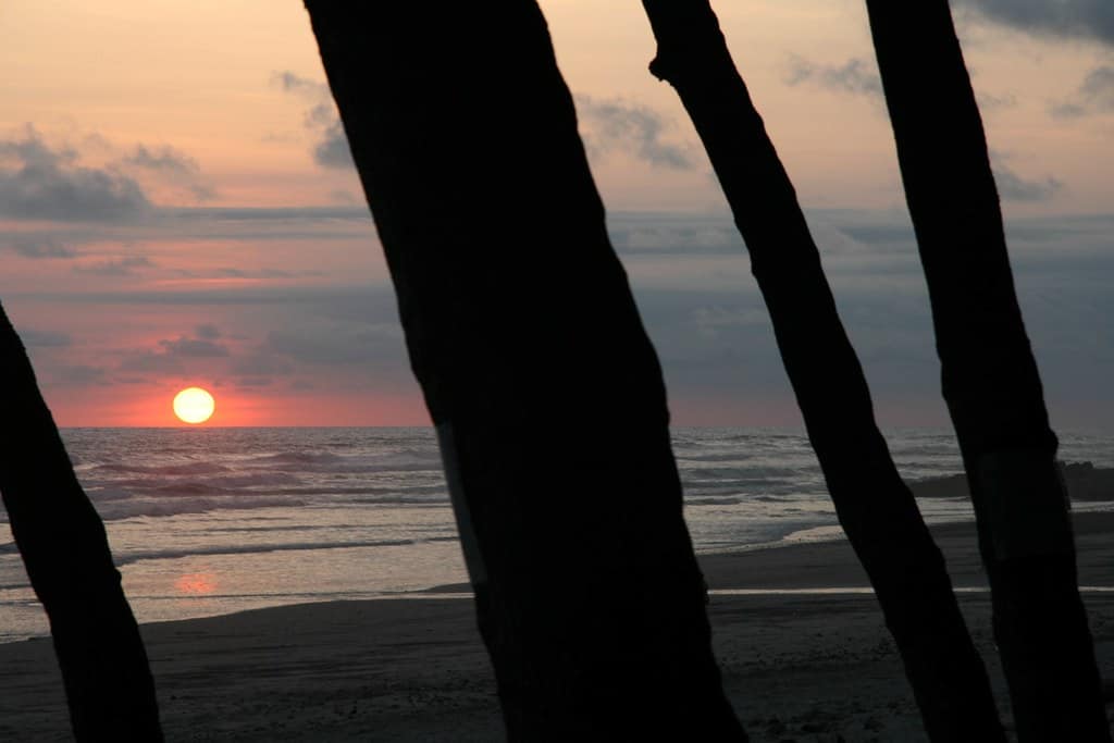 Trees at Sunset, Mal Pais, Costa Rica